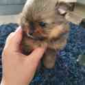 Крошки малыши,помиранского шпица ждут своих новых хозяевов!!!Папа с родословной!Вопросы по телефону., фотография 3