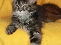 3 Котенок МЕЙН кун