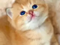 ЗОЛОТАЯ ШИНШИЛЛА шотландские котята