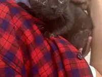 SOS!СРОЧНО НУЖНА ПЕРЕДЕРЖКА ИЛИ ДОМ! КОТЕНОК В ДАР!