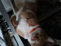Кот Рыжик 4 года, домашний, фотография 1