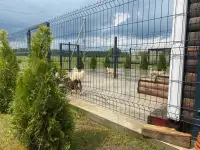 Щенки чихуахуа из породного питомника JudiTeilor
