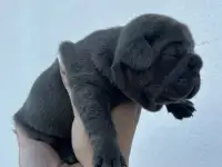 Щенки французского бульдога, фотография 7