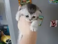 Шотландские котята, фотография 5