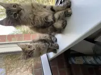 Котята Мейн-кун, фотография 5