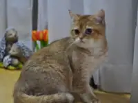 Золотая Шиншила
