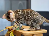 Бенгальские котята из питомника: котик, фотография 4