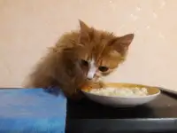 Котята, фотография 2