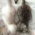 Продажа шотландских котят, фотография 7