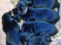 Щенки стандартной таксы