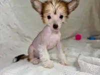 Щенки девочки китайская хохлатая собака