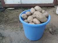 Картофель продам