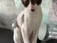 Кошечка Корниш-рекс