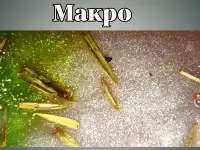 Мыло ручной работы с экстрактом сосны, фотография 2