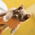 Котенок-девочка в дар