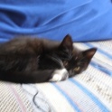 Котёнок(девочка)