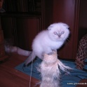 Британские котята, фотография 2