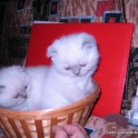 Британские котята, фотография 3