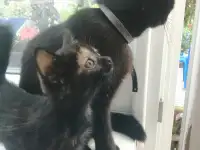Котенок кошечка 1,5 мес Тигровый окрас, фотография 3