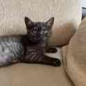 Британский короткошерстый котенок, фотография 3