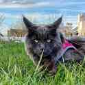 Котята Maine Coon - такие только у нас!, фотография 2