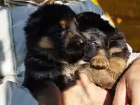 Щенки немецкой овчарки, фотография 2