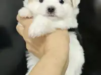 Щенки мальтезе, фотография 2