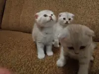 Котята шотландские вислоухие, фотография 3