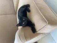 Отдам в хорошие руки, фотография 2