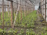 Продажа дома и парников, Деревня Оздамичи, пер. Красный 3, фотография 3