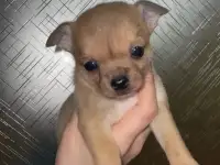 Мальчик щенок чихуахуа