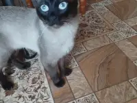Тайский кот, фотография 3