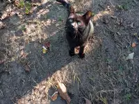 Котенок в дар, фотография 8