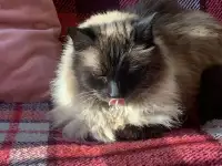 Кот Сима ищет новый дом, фотография 4