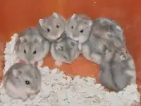 Грызуны оптом разные., фотография 6
