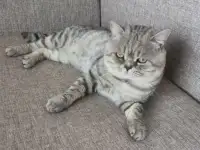 Шотландские котята, фотография 9