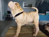 Щенки шарпея, фотография 5