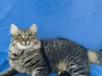 Веселый непоседа Прайс, фотография 3