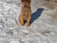 Дарю щенка