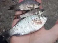 Карасики живец