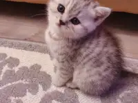 Котята, фотография 7