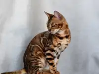 Шикарная бенгальская кошечка, фотография 2