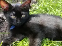 Котята ищут дом, фотография 10