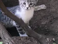 Котята, фотография 3
