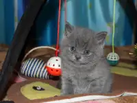 Британские котята, фотография 7
