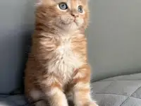 Мальчики Мейн кун, фотография 2