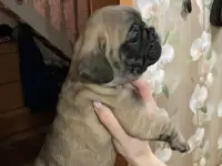 Французский бульдог, фотография 3