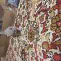 Британские котята, фотография 7