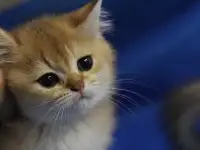 Шотландские котята, фотография 2