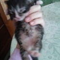 одам котят в хорошие руки, фотография 4